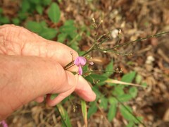 Desmodium perplexum