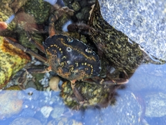 Carcinus maenas