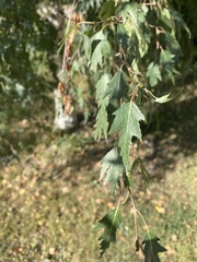 Betulaceae