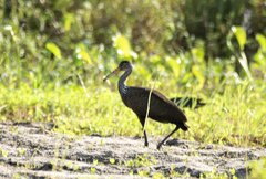 Aramus guarauna
