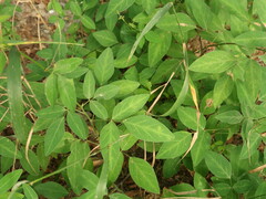 Desmodium perplexum