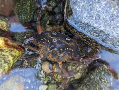 Carcinus maenas