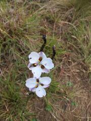 Aristea cistiflora