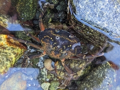 Carcinus maenas