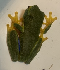 Pelodryadidae