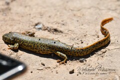 Pleurodeles nebulosus