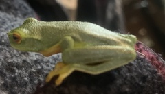 Pelodryadidae