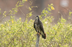 Rostrhamus sociabilis