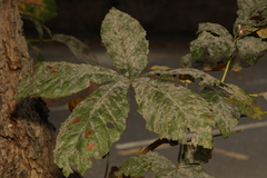 Aesculus hippocastanum