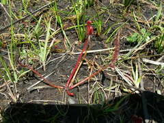 Drosera binata