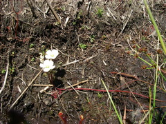 Drosera binata