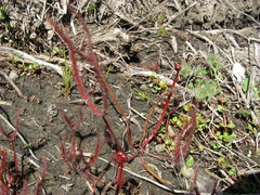 Drosera binata