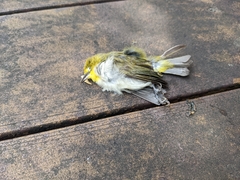 Zosterops simplex