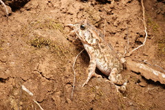 Sclerophrys gutturalis