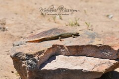 Pleurodeles nebulosus