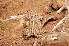 Sclerophrys gutturalis