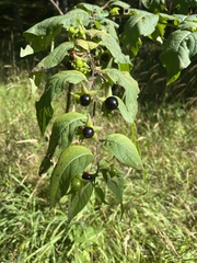 Atropa belladonna