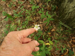 Silene stellata