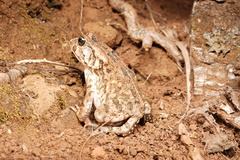 Sclerophrys gutturalis