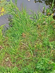 Pelophylax ridibundus