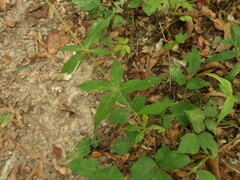 Silene stellata