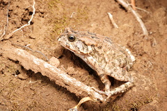 Sclerophrys gutturalis