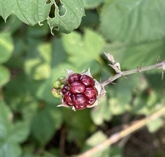 Rubus caesius