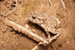 Sclerophrys gutturalis