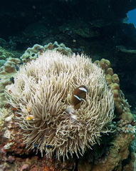 Heteractis crispa
