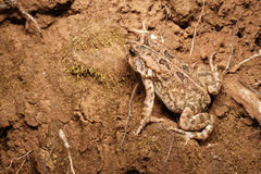 Sclerophrys gutturalis