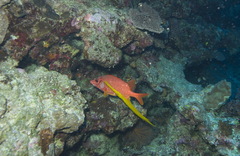 Aulostomus chinensis
