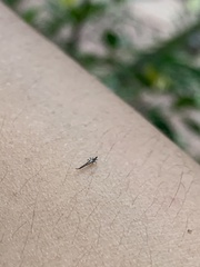 Thysanoptera