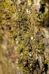 Cryphaea heteromalla