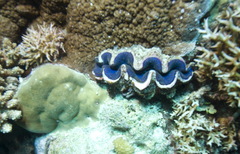 Tridacna maxima
