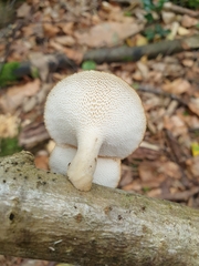 Polyporus tuberaster