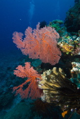 Melithaea ochracea