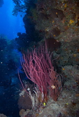 Ellisella ceratophyta