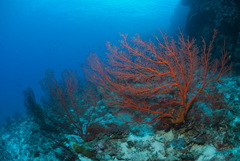 Melithaea ochracea