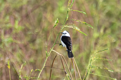 Fluvicola albiventer