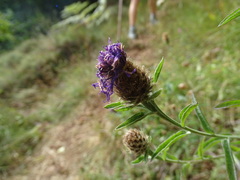 Centaurea nigra