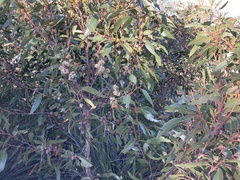 Eucalyptus camfieldii