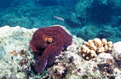 Octopus