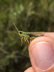 Pseudochorthippus montanus