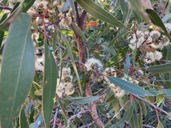 Eucalyptus camfieldii