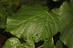 Tilia platyphyllos