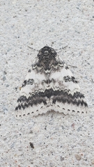 Catocala relicta