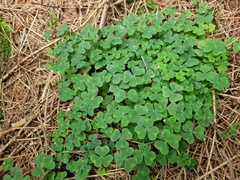 Oxalis acetosella