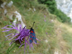 Centaurea nigra