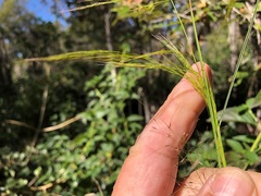 Austrostipa ramosissima