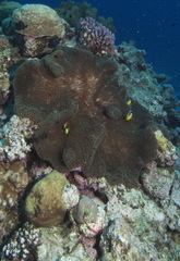 Stichodactyla
